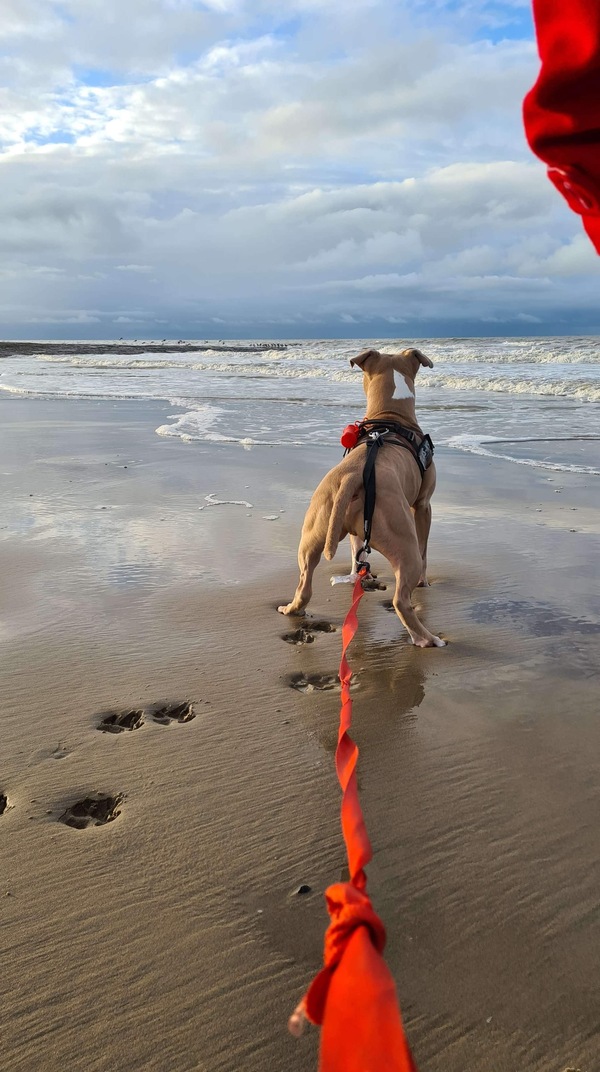 Buddha aan zee
