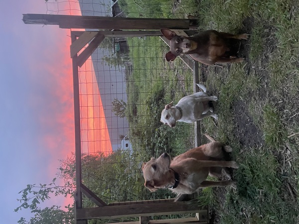 Rhea, Uma en Nacho