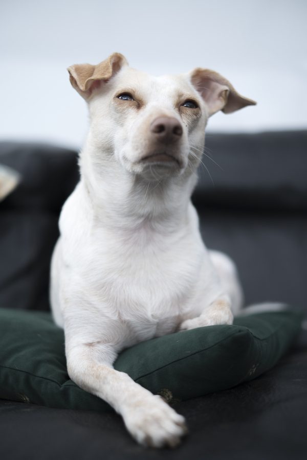 Mijn hond Uma
